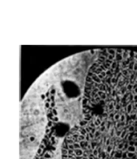 FIG. l 0. Microphotograph each ridge indicating the commencement wheat. of a longitudinal section of the shoot apex of Note the square ridges showing the initiation of two organizer centres on of reproductive differentiation