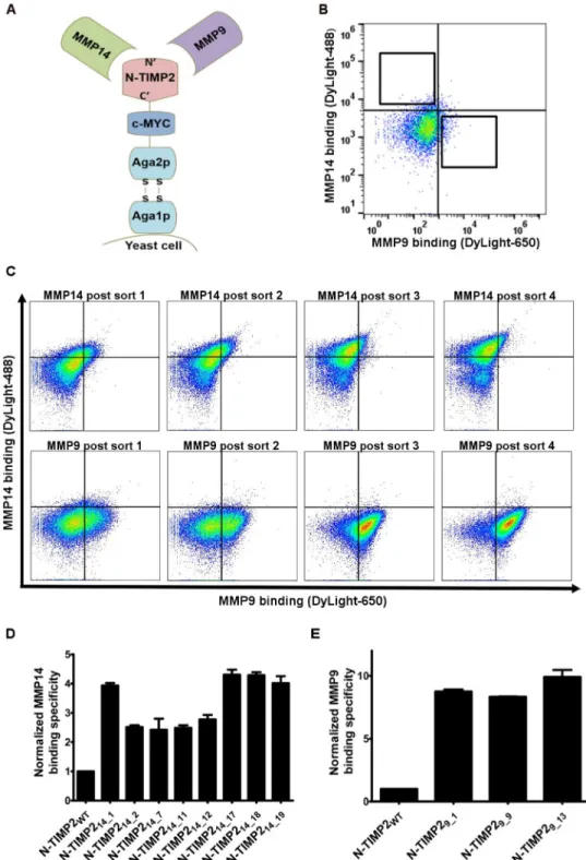 Figure 1: Selective library screening.  (A) Schematic representation of N-TIMP2 expressed in a yeast surface display using a pCHA  construct, with MMP-14 CAT  and MMP9 CAT  as soluble targets