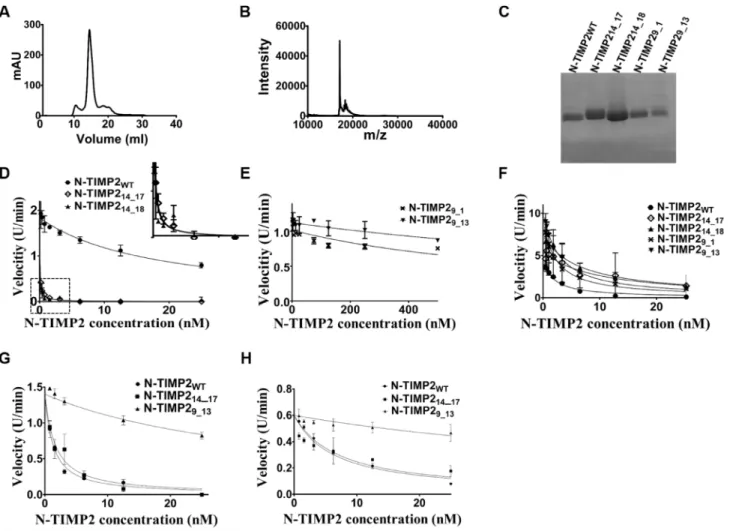 Figure 3: Purification of N-TIMP2 selective variants.  (A) SEC (using Superdex75) analysis of clone N-TIMP2 14_17 