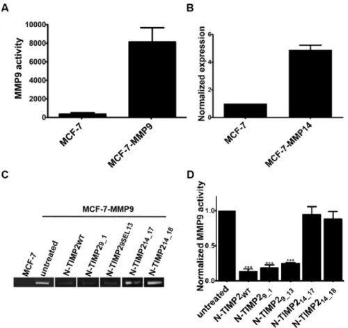 Figure 5: Gelatin degradation by MMP9 produced in MCF-7-MMP9 cells.  (A) Band intensity quantification of gelatin  zymography analysis of media collected from MCF-7 and MCF-7-MMP9 cells