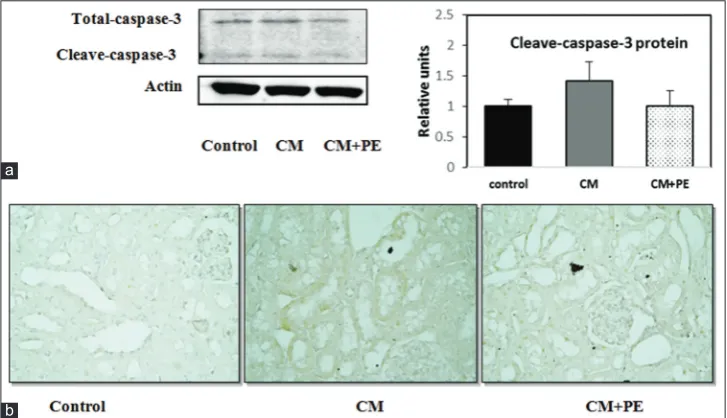 Fig. 1: Effect of PE on (a) the apoptotic gene and (b) protein expression in the study groups: **p<0.05; CM versus CM + PE