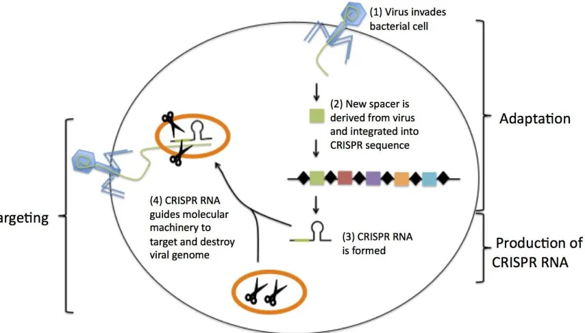 Fig 1. The development of adaptive defense mechanism in bacteria against viruses. The viral DNA is integrated into the CRISPR sequence of the bacteria during primary infection