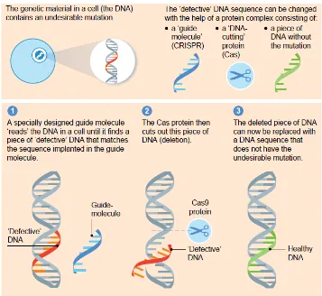 Fig 2. This infograph shows how CRISPR-Cas system can be used to correct a defective sequence within 