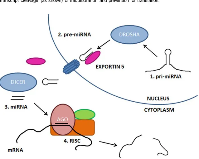Figure 1-4.   Schema of miRNA  processing.   1)  Primary  miRNA  transcripts are  generated  from  genomic  regions  and  processed  in the nucleus  by the RNase  III  enzyme  DROSHA  to give  precursor  miRNAs  (2)