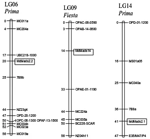 Fig. 2 Genetic map positions of MdMADS2.1, MdMADS2.2 and MdMADS14  
