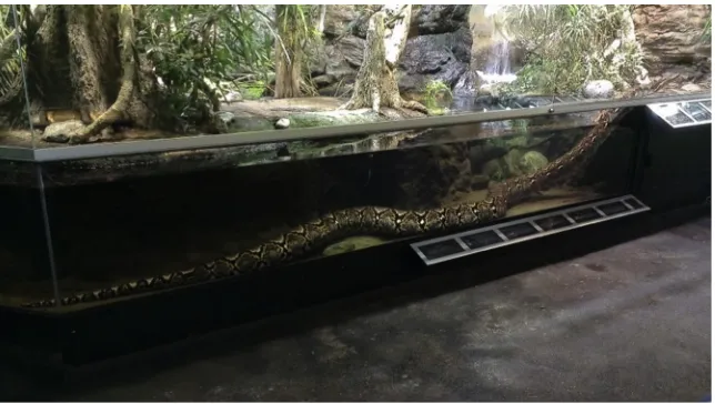 Figure 1. Aquatic rectilinear motion: python (Python sp.) in zoological conditions. (Image credit: C