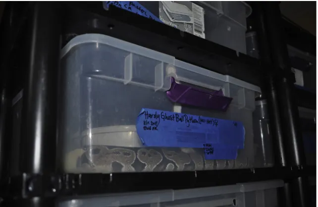Figure 6. Close view of a racking system enclosure showing a Royal (`ball’) python (Python regius) under minimalistic spatial and other provisions