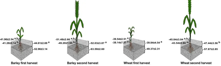 Figure 7.1   Means and standard deviations of oxygen isotopic composition in per mil in stems, root crowns, soil upper- and lower 8 cm forbarley and wheat at two harvest times