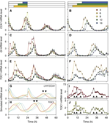 Figure 2Arabidopsis clock gene expression changes with photoperiod. Transcript abundance measured with 2 h time resolution by Q-PCR relative to anstandard, for clock genes ACT2 CCA1 (A, B), GI (C, D) and TOC1 (E, F, I, J) after entrainment to 24-h light:da