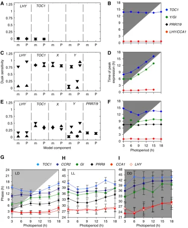 Figure 3Predicted and experimentally measured entrainment patterns in the clock of Arabidopsis