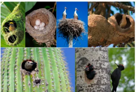 Figure 2. Views of birds’ nests.