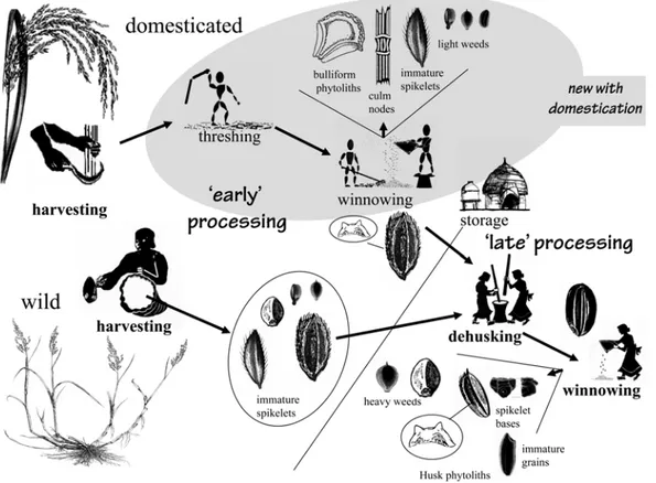 Figure 2. A schematic diagram comparing the crop-processing stages of domesticated crops and wild 