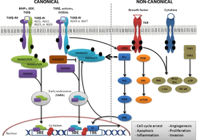 Fig. 1. Overview of the TGFβ family pathways. All of the ligands of the TGFβ family are initially synthesized and secreted as latent precursors that need to be proteolytically processed by extra-cellular pro-protein convertases to produce biologically acti