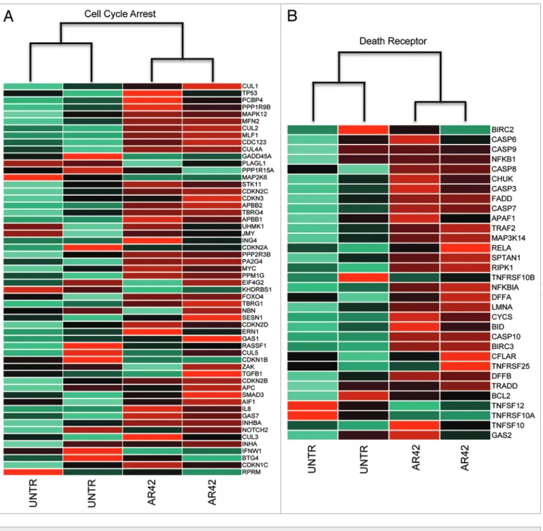 Figure 3. assessment of ar42-altered expression patterns for signatures of (a) genes upregulated during cell cycle arrest (KeGG pathway map04110), 35 and (B) genes upregulated during “death receptor” (extrinsic) apoptosis (MsigDB identifier M16635)
