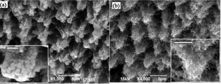 FIG. 1. Changes in the morphology ofBP surface after plasma treatment. (a)Pillar type microstructures with blunttips formed after 2 h