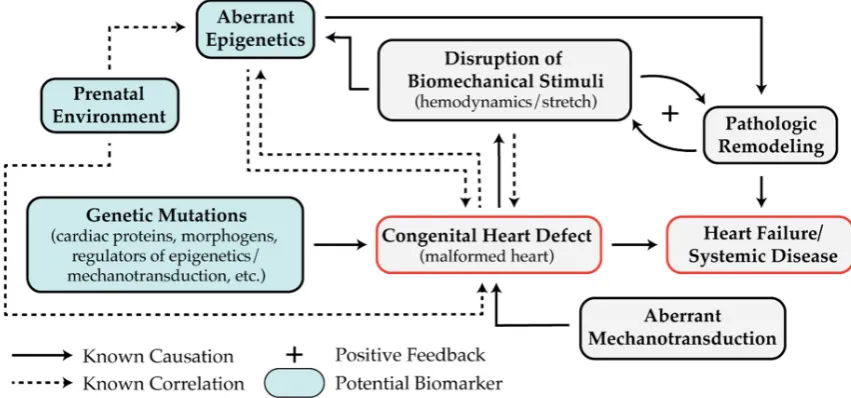Figure 4.Figure 4. The disruption of highly synchronized regulators of gene expression leads to congenital heart disease