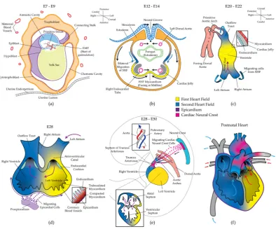 Figure 1.Human heart development. (The primitive streak forms in the epiblast, and an epithelial-to-mesenchymal transition (EMT) near theFigure 1