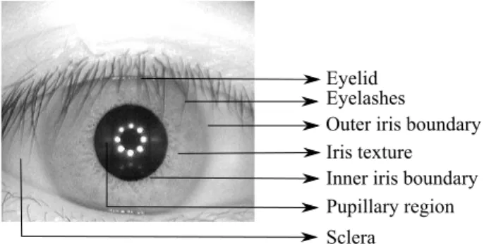 Figure 1.1: Image from CASIA [?] database to depict the anatomy of human eye Iris, due to its permanence and ease of acquiring, plays a significant role among all the biometric traits