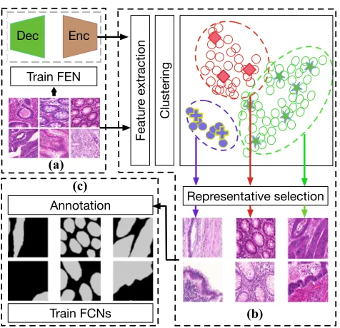 Figure 2: An overview of our representative annotation (RA)framework: (a) Feature extraction network (FEN) training(Enc: encoder, Dec: decoder); (b) feature extraction andclustering-based representative selection (RS); (c) annota-tion and fully convolutional network (FCN) training.