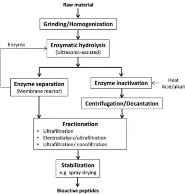 Figure 1. Flow diagram for the production of bioactive peptides.