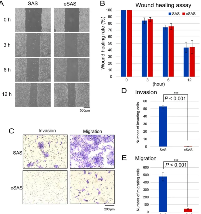 Figure 6: Wound healing, invasion, and migration assays of SAS and eSAS cells.  (A) Typical microscopic images of SAS  and eSAS cells at the indicated time points after uniformly scratching away a part of a confluent monolayer of SAS and eSAS cells with a 