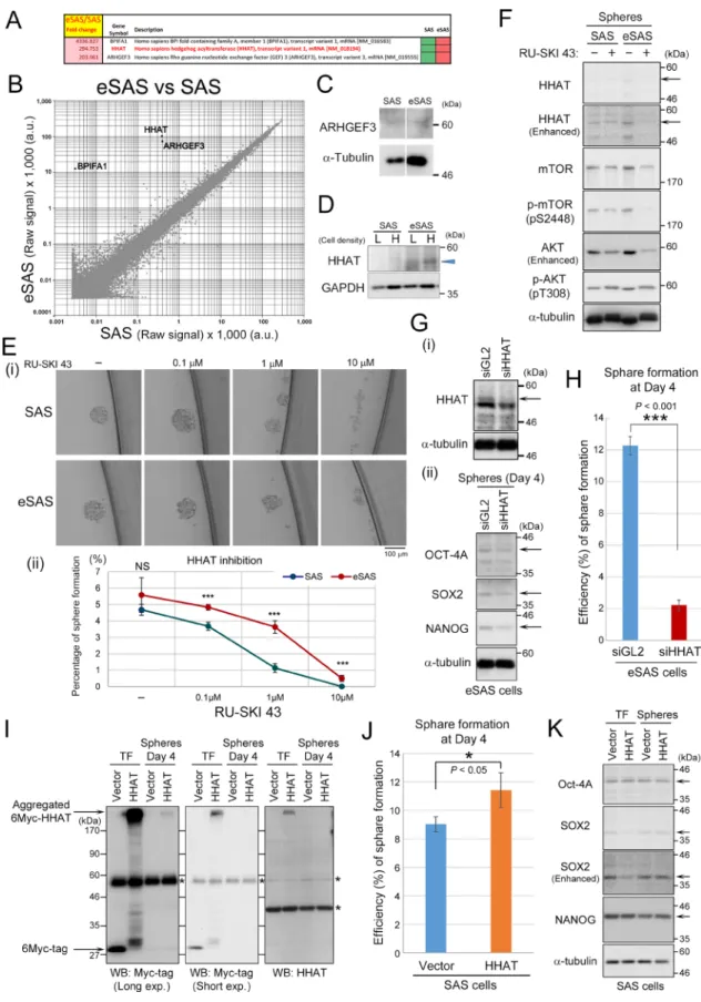 Figure 7: Genome-wide cDNA microarray and Wb analyses of HHAT expression in eSAS cells