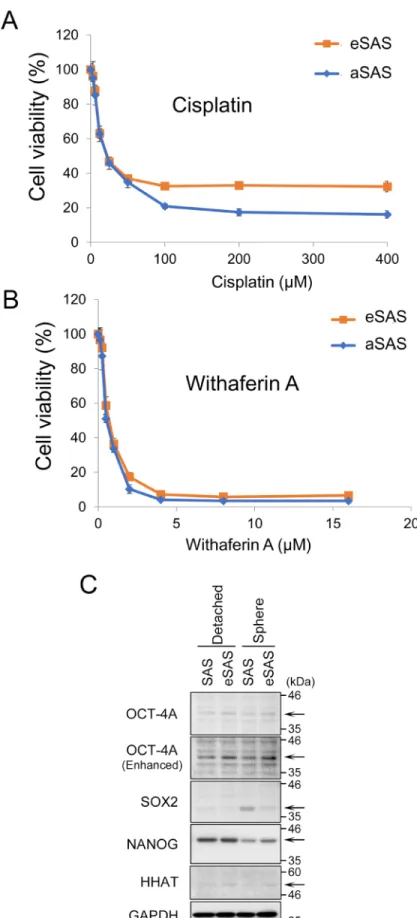 Figure 3: eSAS cells are more resistant to cisplatin than aSAS cells but not to WA.  (A, B) Line graphs indicate the cell  viability (%) determined by the MTT assay after 48 hours of 3D culture in the presence of the indicated concentrations of cisplatin (