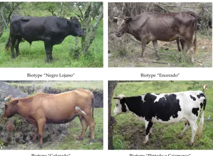 Figure 2. Figure 2. Criollo Lojano of all four biotypes.Criollo Lojano of all four biotypes