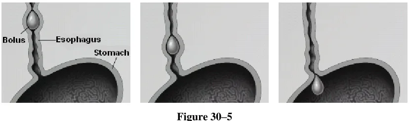 Figure 30–4 