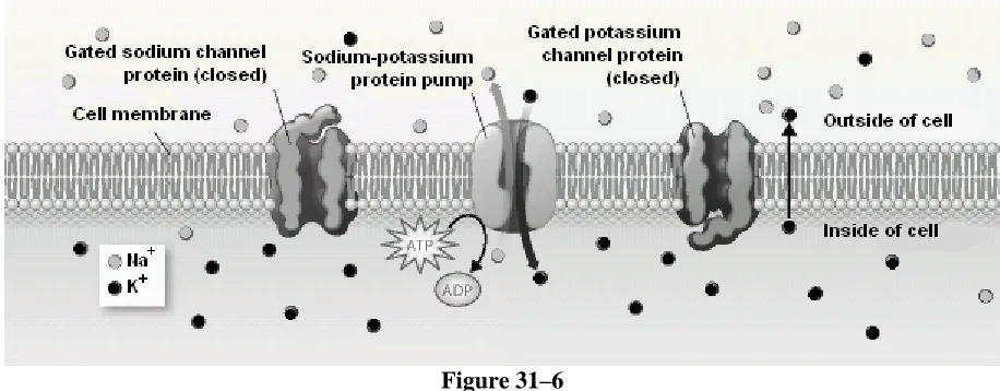 Figure 31–6 