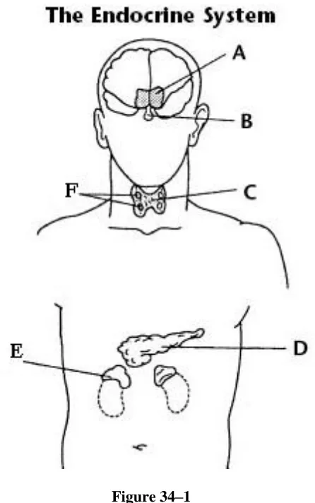Figure 34–1  