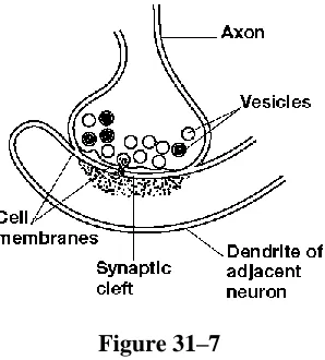 Figure 31–8  