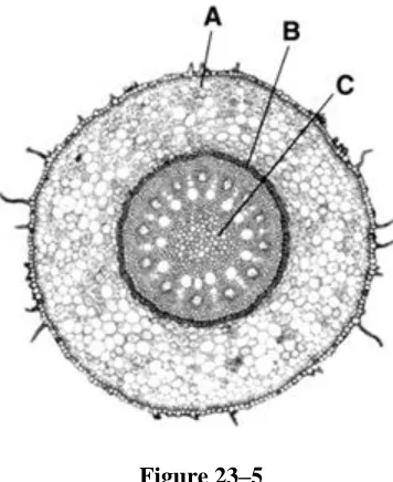 Figure 23–5  