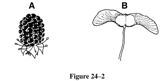 Figure 24–2  
