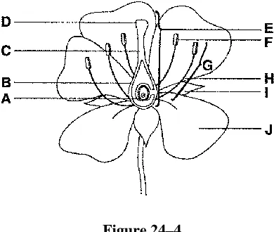 Figure 24–4  