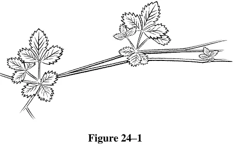 Figure 24–1  