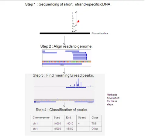 Figure 1 Key steps in the bioinformatic workflow for analysing CAGE sequencing data. The reads from the sequencer are aligned to thegenome