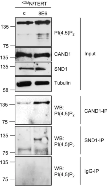 Figure 8: Identification of CAND1 and SND1 as PI(4,5)P 2  binding cellular proteins.  Extracts from  KGM N/TERT-pLXSN 