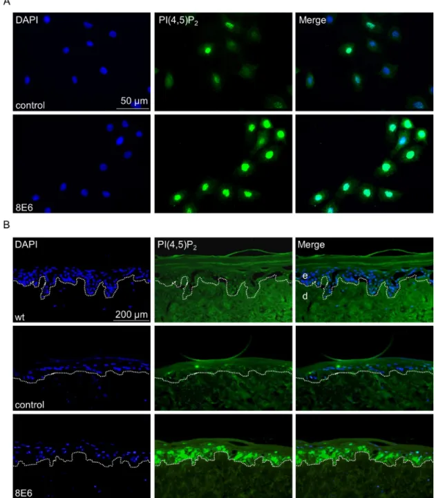 Figure 2: The nuclear PI(4,5)P 2  pool is enriched in HPV8-E6 positive keratinocytes.  (A) Representative immunocytochemical  staining of PI(4,5)P 2  in  KGM N/TERT-pLXSN and  KGM N/TERT-8E6 showing an increase in nuclear PI(4,5)P 2  levels in HPV8-E6 posi