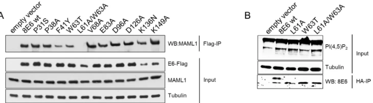 Figure 6: Increase of PI(4,5)P 2  in E6 cells is independent of the E6 capability to bind to MAML1