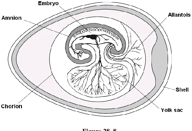 Figure 28–8  