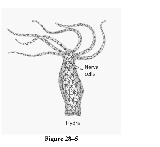 Figure 28–5 