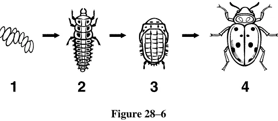 Figure 28–6  
