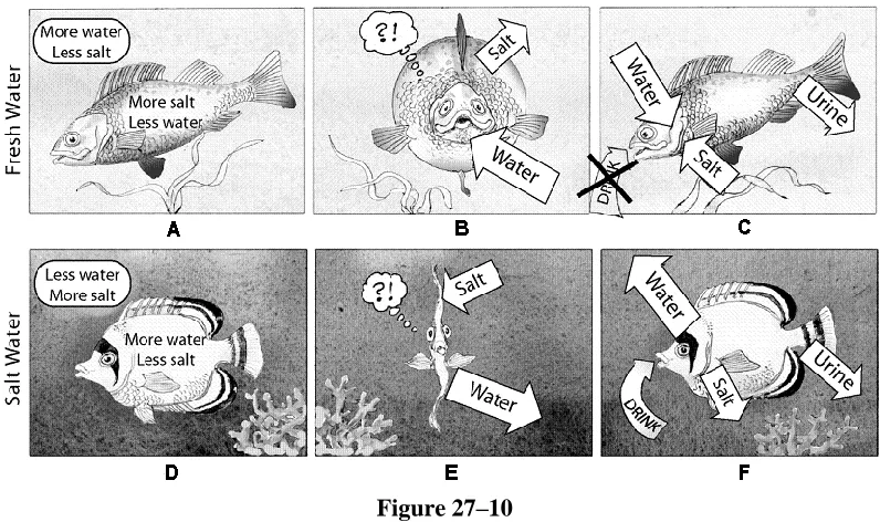 Figure 27–11 