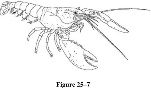 Figure 25–7  