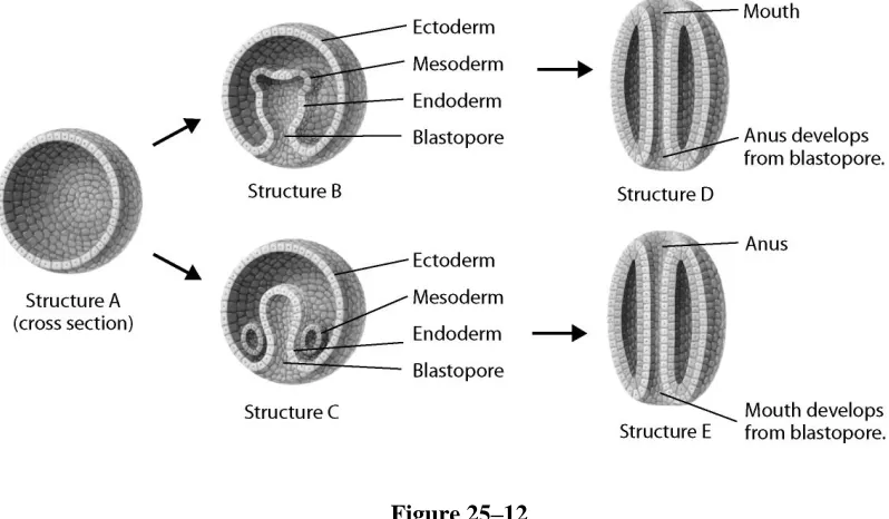 Figure 25–12 