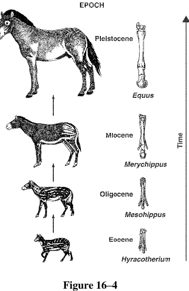 Figure 16–4  