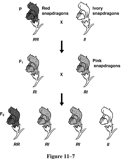 Figure 11–7  