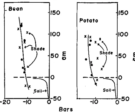 Figure 1. Plant water potential in potatoes and beans as afunction of the steam length from the soil surface which istaken as zero