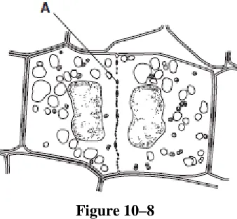 Figure 10–7 